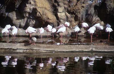 Flamingos im Loro Parque Teneriffa