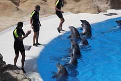 Delphine im Loro Parque - Puerto de la Cruz / Tenerife