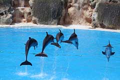 Delfine im Loro Parque - Puerto de la Cruz / Tenerife