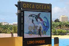 Orca Ocean im Loro Parque - Puerto de la Cruz / Tenerife