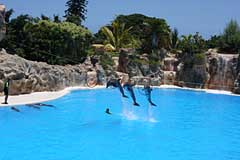 Delphine im Loro Parque - Puerto de la Cruz / Tenerife